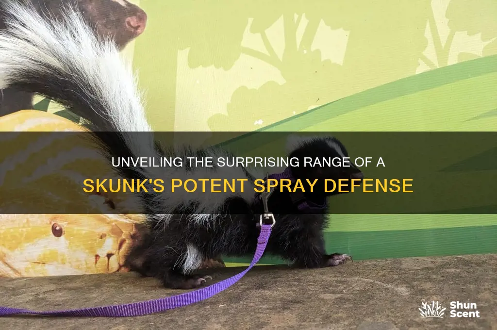 how far can a skunk spray its infamous scent