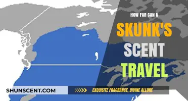 How Far Can a Skunk's Smell Travel? Unveiling the Surprising Range