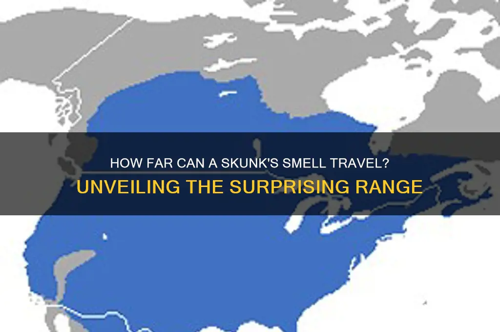 how far can a skunk