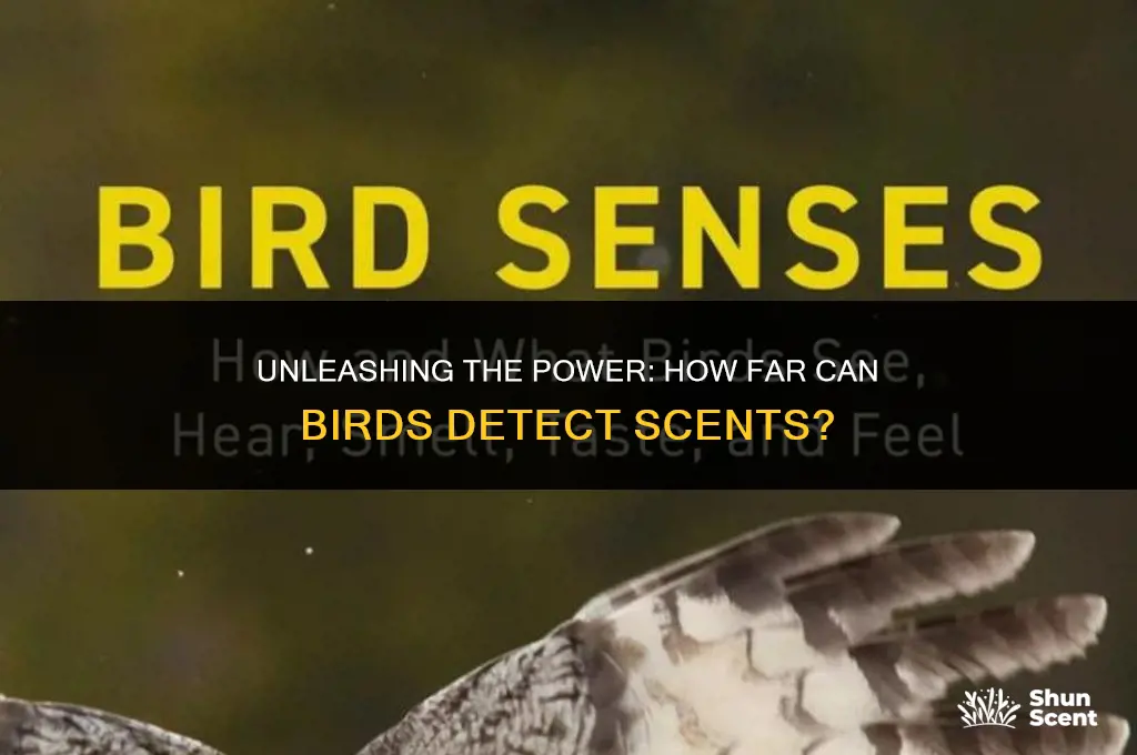how far can birds dog smell