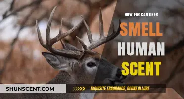 How Far Can Deer Detect Human Scent in the Wild?