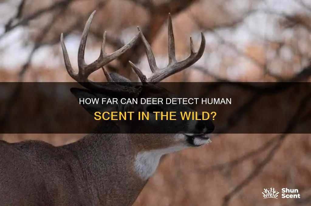how far can deer smell human scent