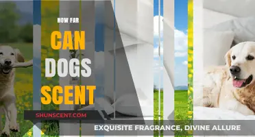 Unleashing the Power: How Far Can Dogs Scent?