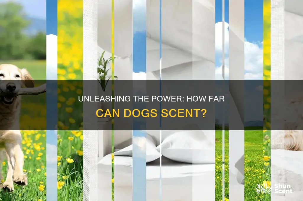 how far can dogs scent