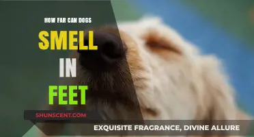 Unleashing the Power: The Astonishing Reach of a Dog's Sense of Smell