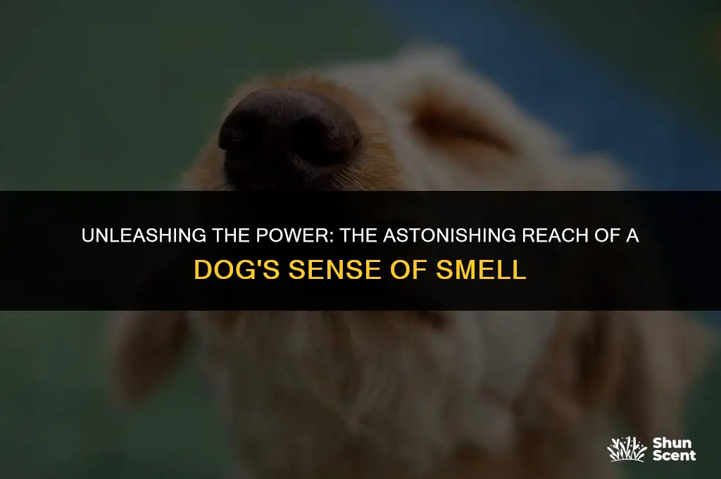 how far can dogs smell in feet