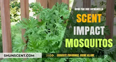 Citronella's Reach: How Far Does Its Scent Repel Mosquitos?