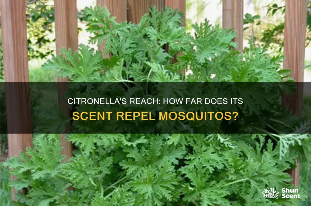 how far doe citronella scent impact mosquitos