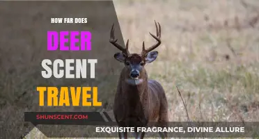 How Far Does Deer Scent Travel? Uncovering the Range and Impact