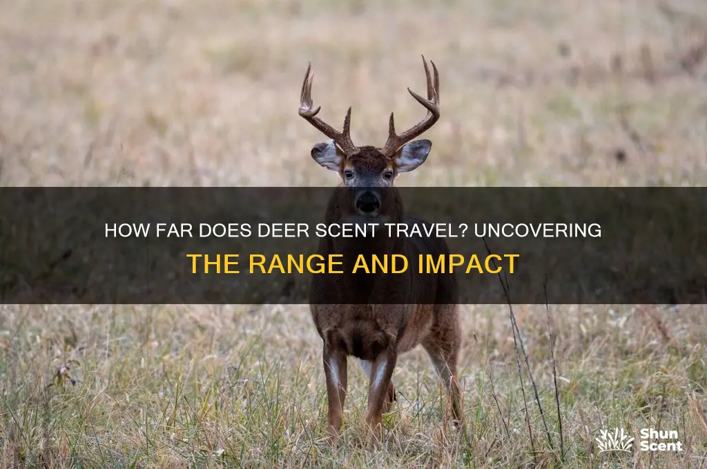 how far does deer scent travel