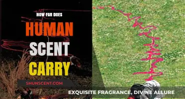 How Far Does Human Scent Travel in the Wild?