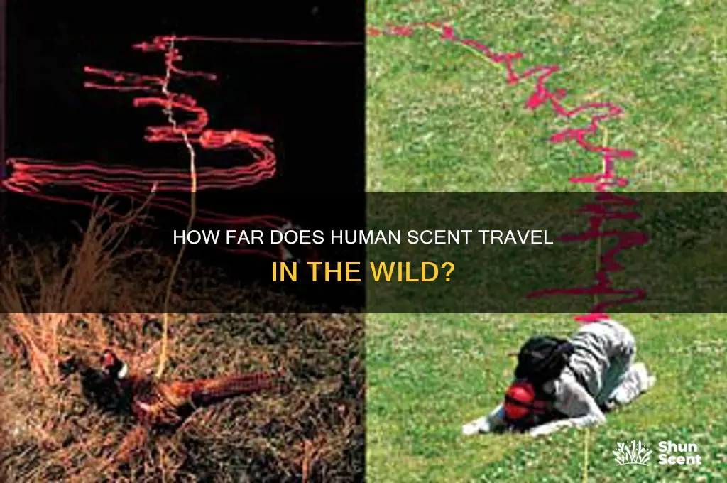 how far does human scent carry