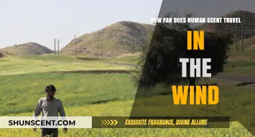 How Far Does Human Scent Travel in the Wind?
