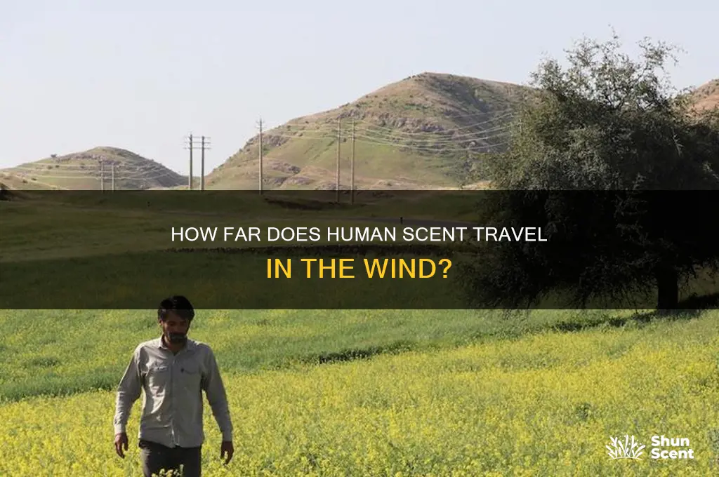 how far does human scent travel in the wind
