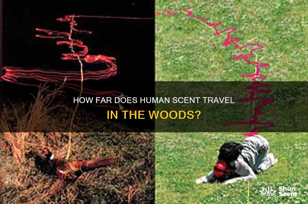 how far does human scent travel in the woods