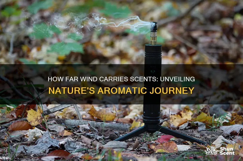 how far does wind carry scent