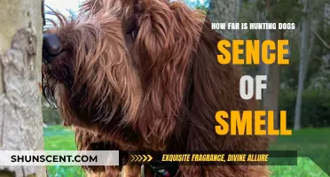 Unleashing the Power: Hunting Dogs' Extraordinary Sense of Smell