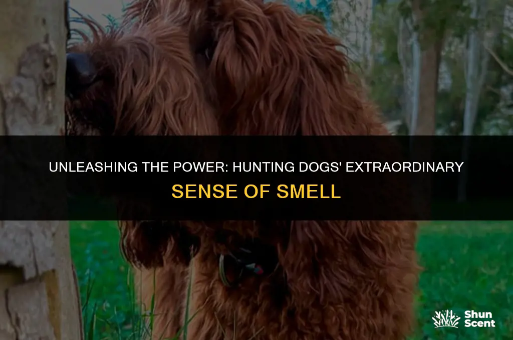 how far is hunting dogs sence of smell
