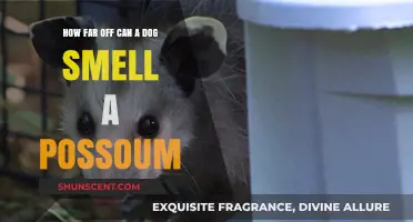 Canine Noses vs. Possum Scents: Unraveling the Myth