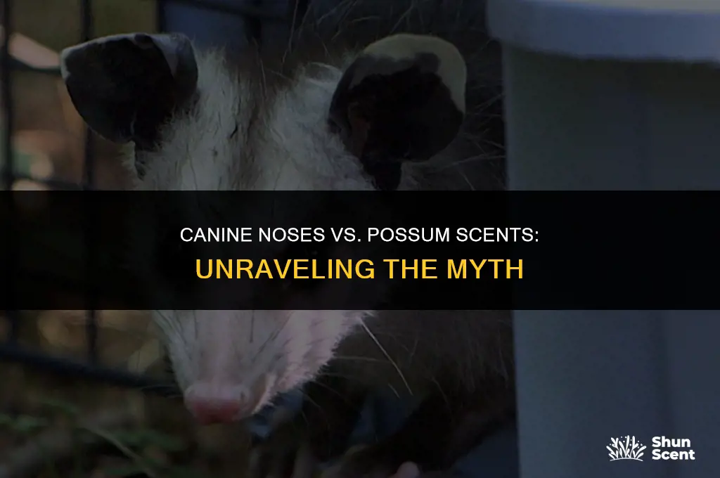 how far off can a dog smell a possoum