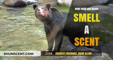 Bears' Incredible Sense of Smell: How Far Can They Detect Scents?