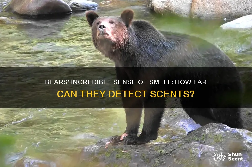 how fasr can bears smell a scent