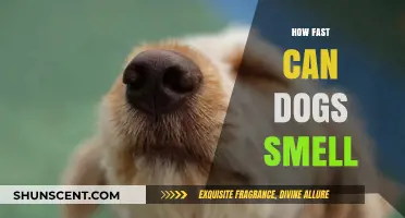 Unleashing the Power: How Fast Can Dogs Smell?