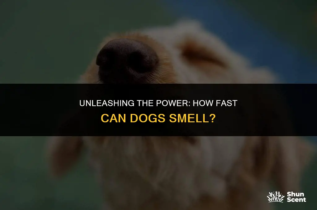how fast can dogs smell