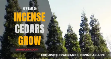Incense Cedars: Growing Fast, How Quick?