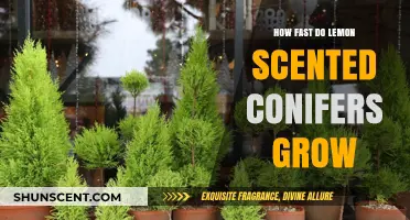 Lemon-Scented Conifers: Growth Rate and Care Tips Revealed