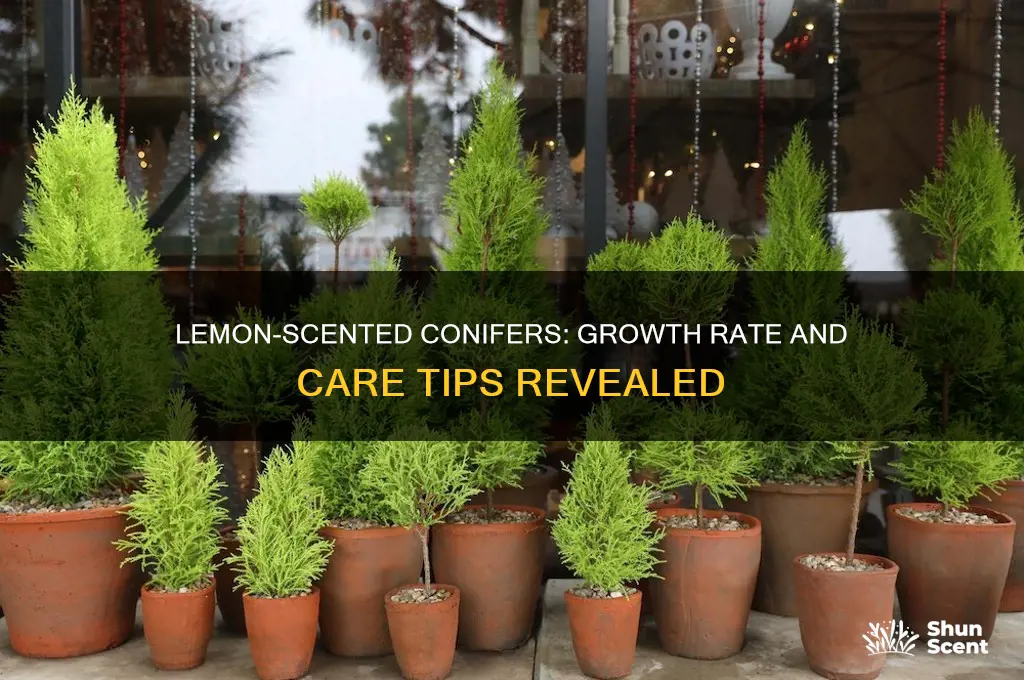 how fast do lemon scented conifers grow