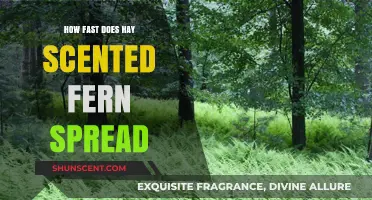 Hay Scented Fern Growth Rate: How Quickly Does It Spread?