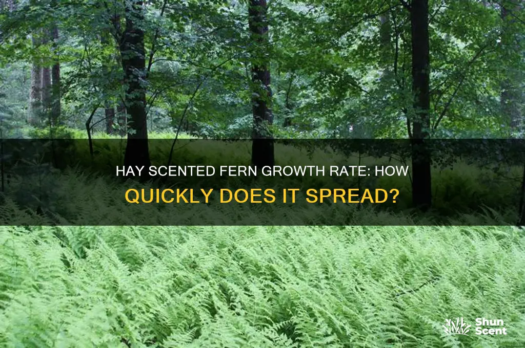 how fast does hay scented fern spread