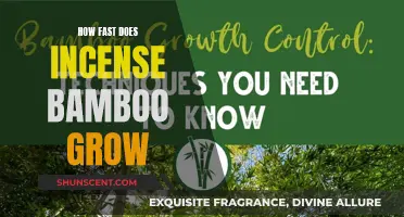 Incense Bamboo Growth: Rapid and Accelerated Speed Explained