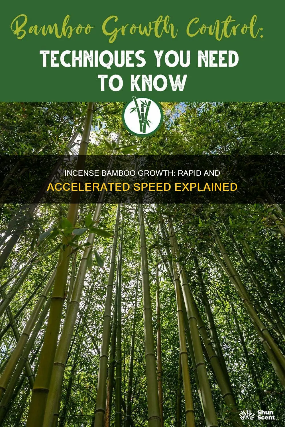 how fast does incense bamboo grow