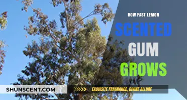 Rapid Growth of Lemon Scented Gum: A Comprehensive Guide