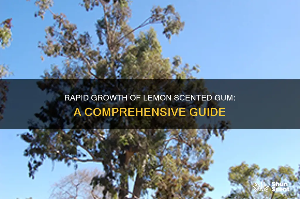how fast lemon scented gum grows