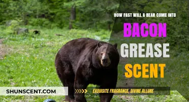 Bears and Bacon Grease: How Quickly Do They Follow the Scent?