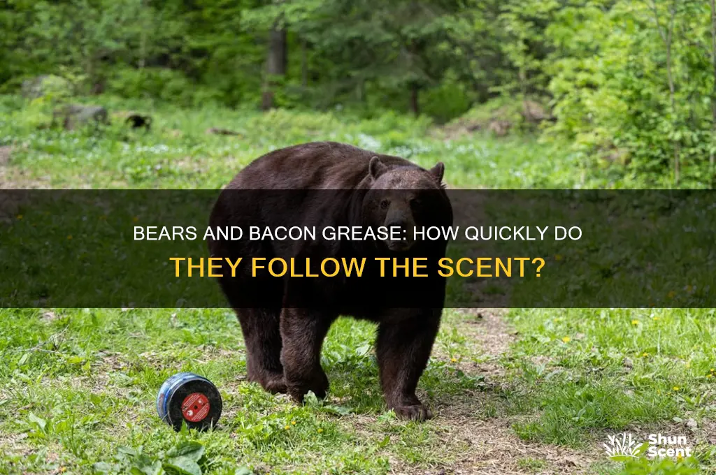 how fast will a bear come into bacon grease scent