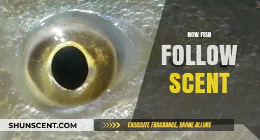 How Fish Navigate Oceans by Following Scent Trails