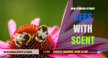 The Fragrant Allure: How Flowers Use Scent to Attract Bees