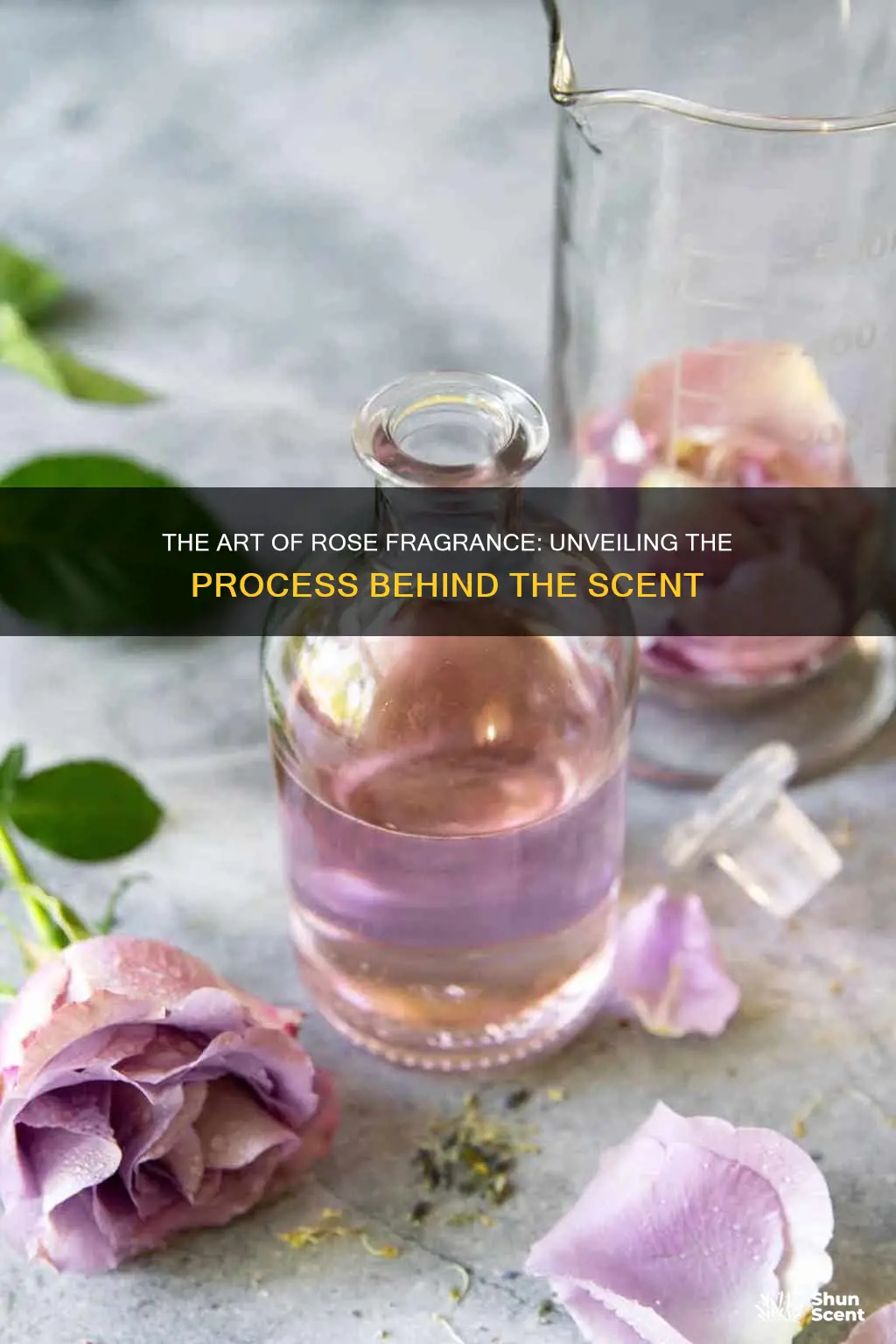 how fragrance in rose is produced