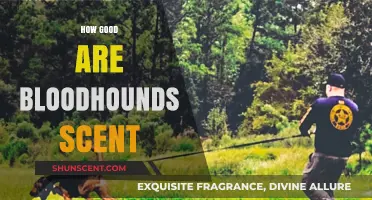 Bloodhounds' Remarkable Scent Tracking Abilities: Unmatched Precision and Reliability