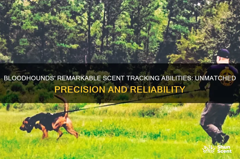 how good are bloodhounds scent