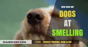 Unleashing the Power: A Deep Dive into Dogs' Incredible Sense of Smell