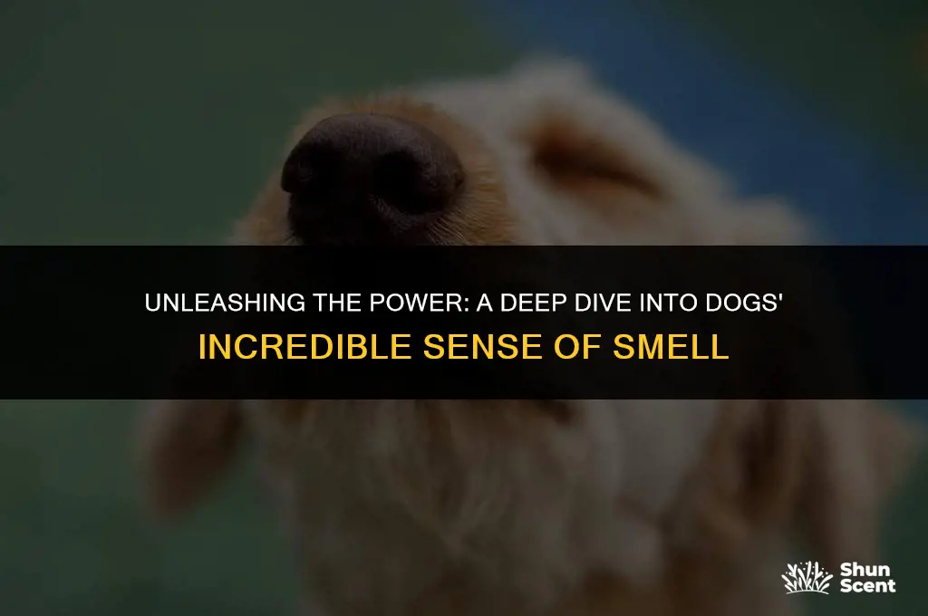 how good are dogs at smelling