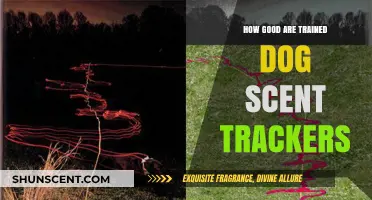 Trained Dog Scent Trackers: Unmatched Skills and Real-World Success Stories