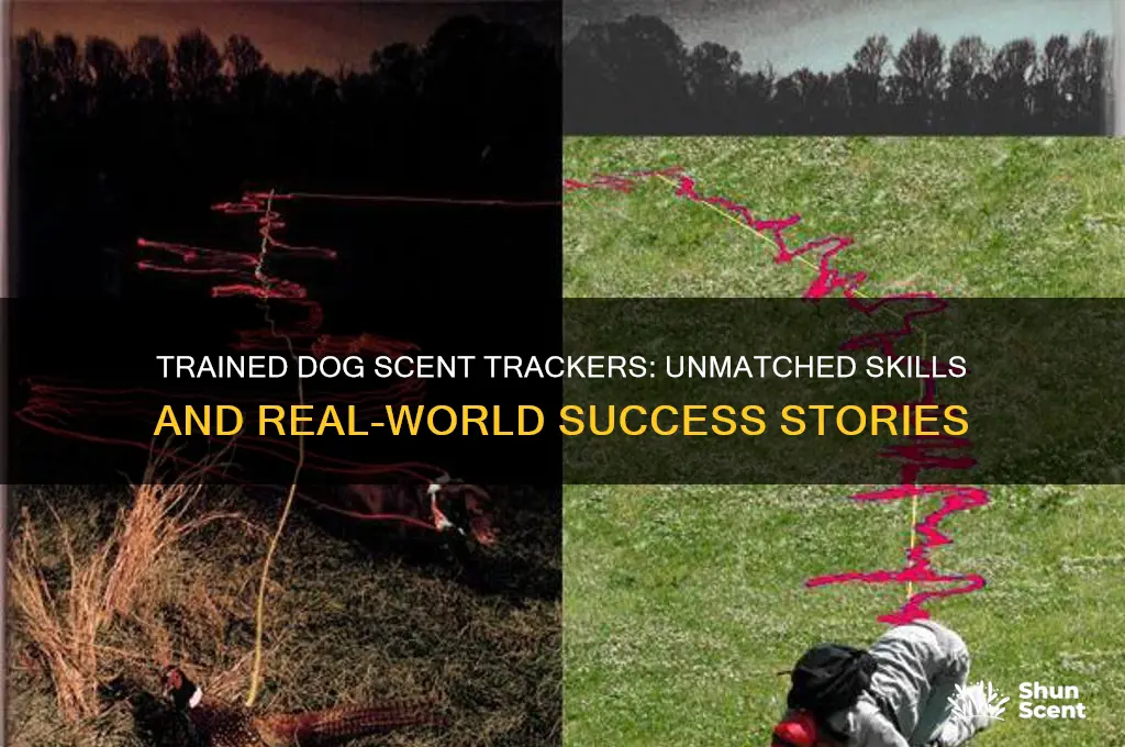 how good are trained dog scent trackers