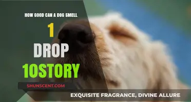 Unleashing the Power: A Dog's Incredible Sense of Smell Revealed