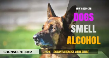 Unleashing the Power: How Dogs Sniff Out Alcohol